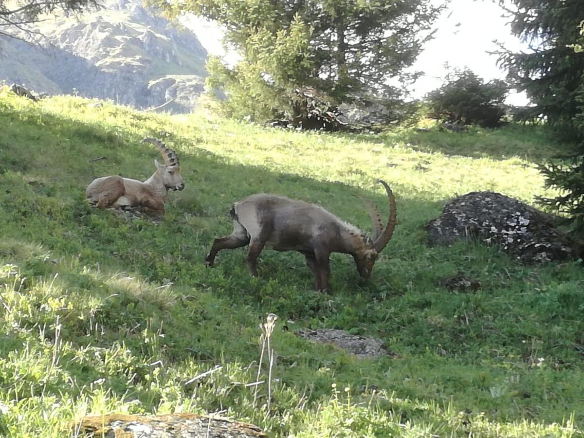 Le Cocon Du Catogne Proche Martigny Verbier - Netflix - Valettes Kültér fotó